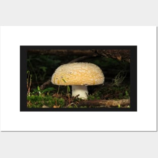 June Amanita Posters and Art